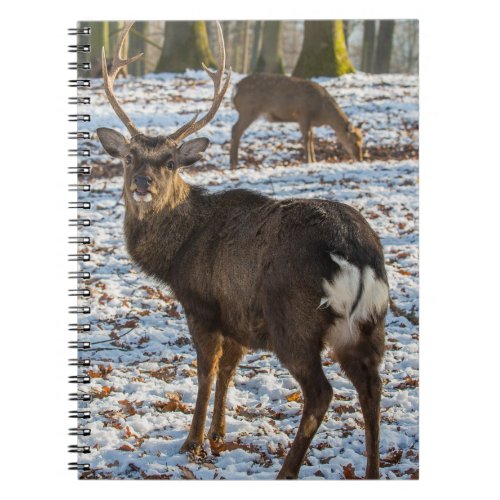 Red Deer in Snow Notebook