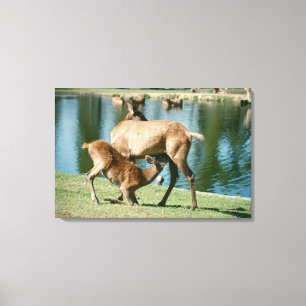 Red deer nursing offspring canvas print