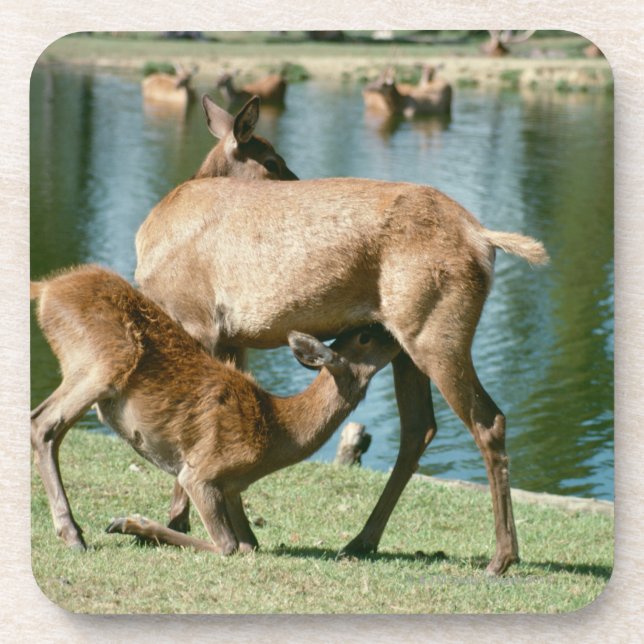 Red deer nursing offspring drink coaster (Front)
