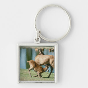 Red deer nursing offspring keychain