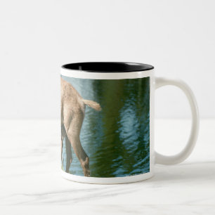 Red deer nursing offspring Two-Tone coffee mug