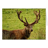 Red Deer Stag (Front Horizontal)