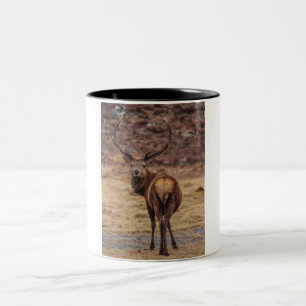 Red Deer Stag Mug