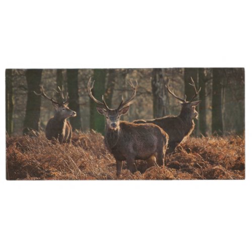 Red Deer Stag Portrait In Autumn Fall Winter Wood USB Flash Drive