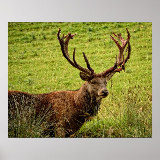 Red Deer Stag Poster (Front)