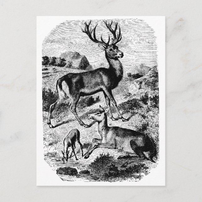Red Deer Vintage Wood Engraving Postcard (Front)