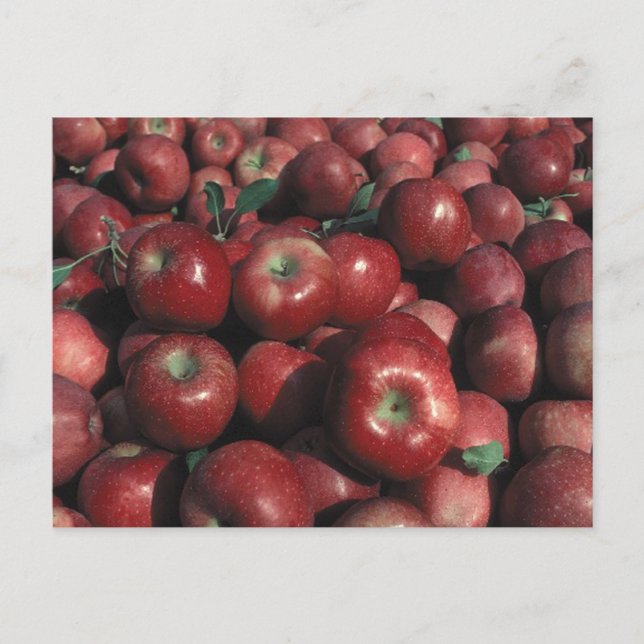 Red Delicious Apple Crop Postcard (Front)
