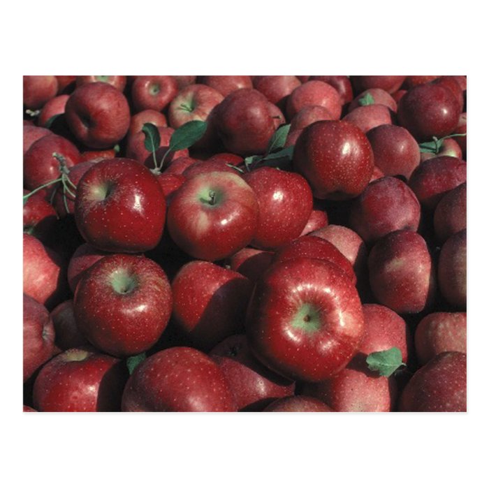 Red Delicious Apple Crop Postcards