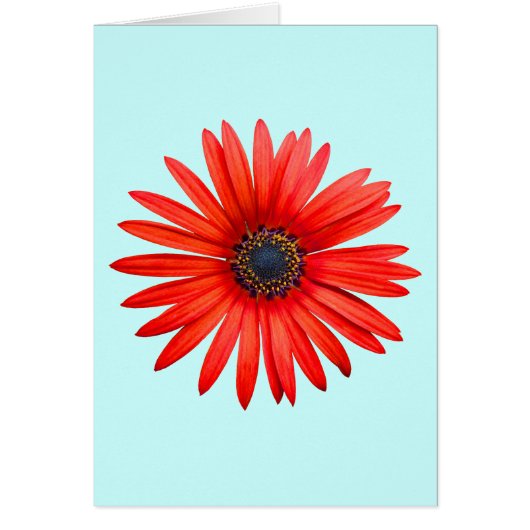Red Devil Cards (Front)