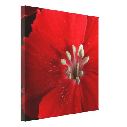 Red Dianthus Canvas Print