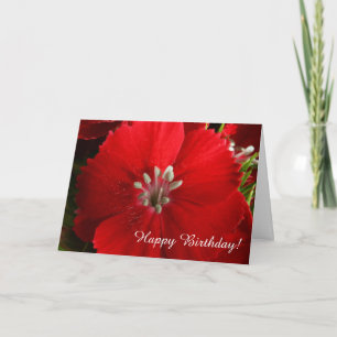 Red Dianthus Happy Birthday Greeting Card