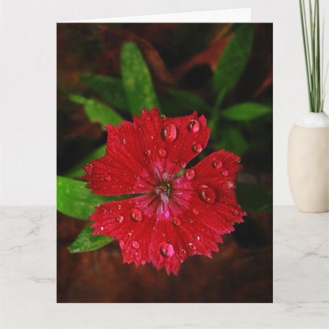 Red Dianthus With Raindrops Big Thank You Card (Front)