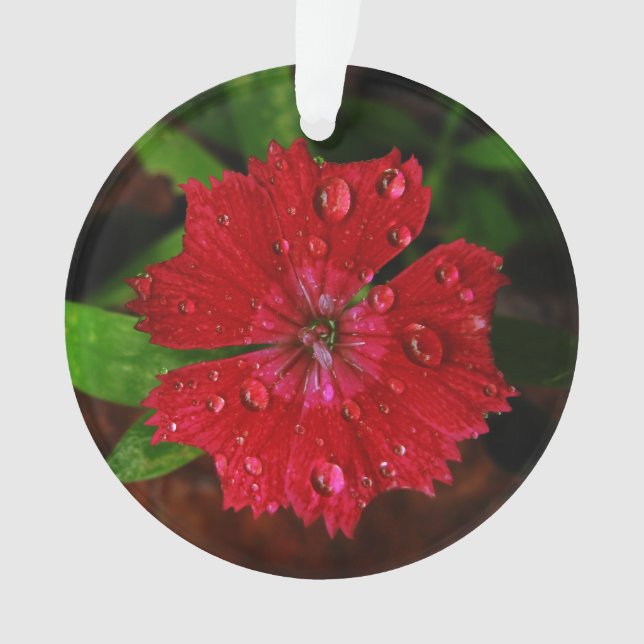 Red Dianthus With Raindrops Ornament (Front)