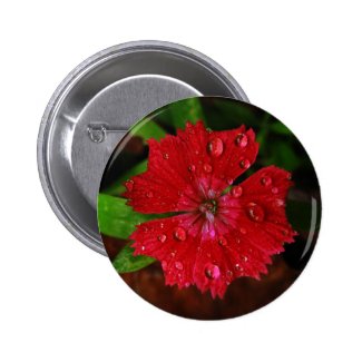 Red Dianthus With Raindrops Pinback Button
