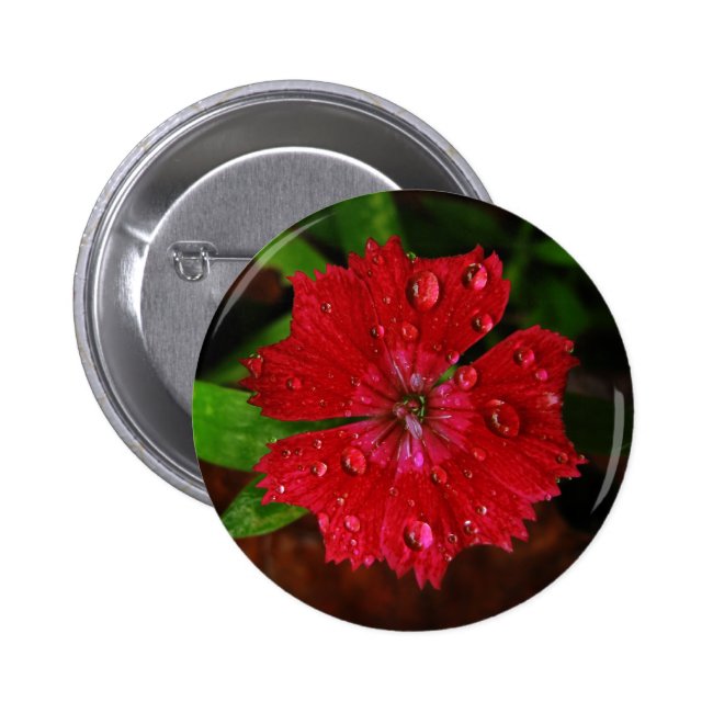 Red Dianthus With Raindrops Pinback Button