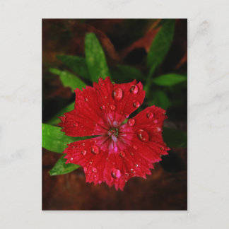 Red Dianthus With Raindrops Postcard