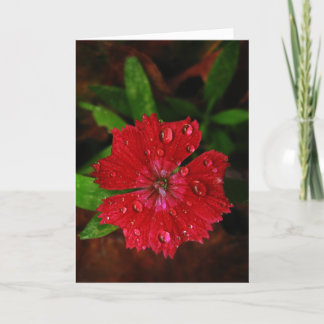 Red Dianthus With Raindrops Thank You Card