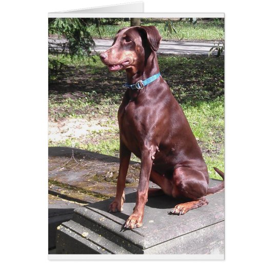 red doberman cards (Front)