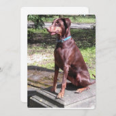 red doberman.png (Front/Back)