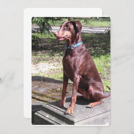 red doberman.png (Front/Back)