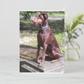 red doberman.png (Standing Front)