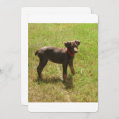 Red_doberman_puppy.png (Front/Back)