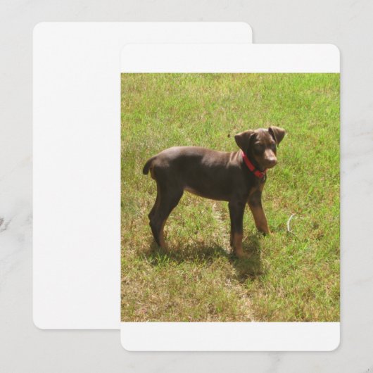 Red_doberman_puppy.png (Front/Back)