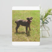 Red_doberman_puppy.png (Standing Front)