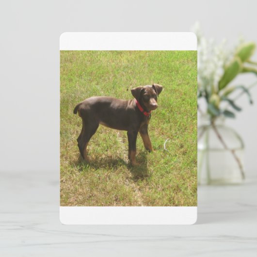 Red_doberman_puppy.png (Standing Front)