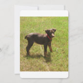 Red_doberman_puppy.png (Front)