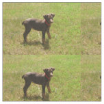 Red_doberman_puppy.png Fabric