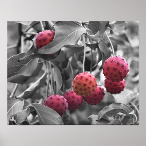 Red Dogwood Fruit Partial Color Poster