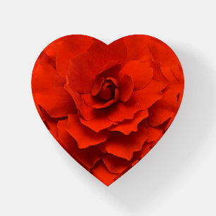 Red Double Begonia Paperweight