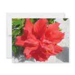 Red Double Hibiscus Flower