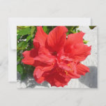 Red Double Hibiscus Flower