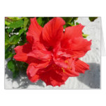 Red Double Hibiscus Flower Card