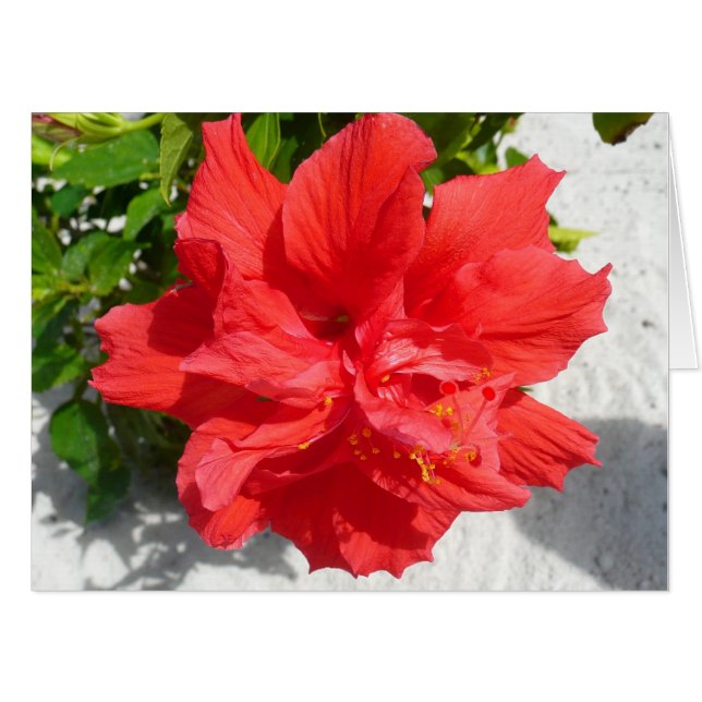 Red Double Hibiscus Flower Card (Front Horizontal)