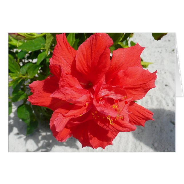 Red Double Hibiscus Flower Cards (Front Horizontal)