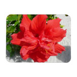 Red Double Hibiscus Flower Magnet