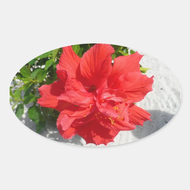 Red Double Hibiscus Flower Oval Sticker (Front)