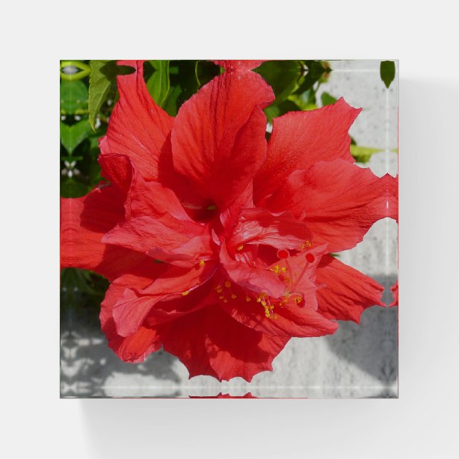 Red Double Hibiscus Flower Paperweight (Front)