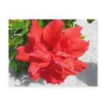 Red Double Hibiscus Flower Postcard