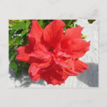 Red Double Hibiscus Flower Postcard