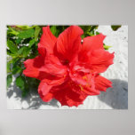 Red Double Hibiscus Flower Poster