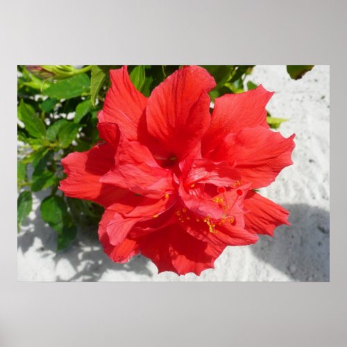 Red Double Hibiscus Flower Poster