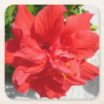 Red Double Hibiscus Flower Square Paper Coaster