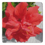 Red Double Hibiscus Flower Trivet