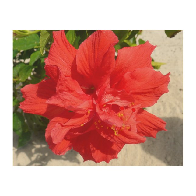 Red Double Hibiscus Flower Wood Wall Decor (Front)
