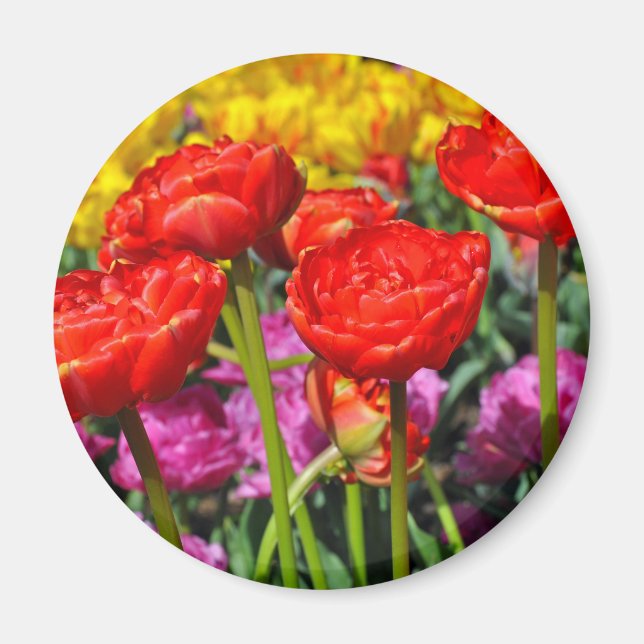 Red double tulips magnet (Front)