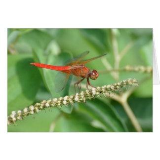 Red Dragonfly Cards